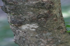 Ligustrum gamblei